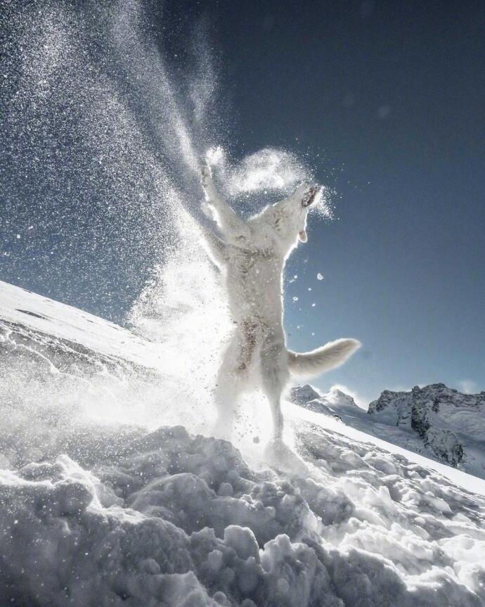 点击大图看下一张：在雪中嬉戏的狗狗图片