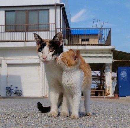 点击大图看下一张：日本摄影师镜头下的流浪猫，看着好有爱