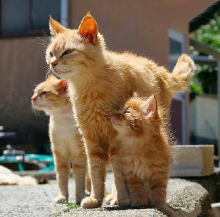 点击大图看下一张：日本摄影师镜头下的流浪猫，看着好有爱