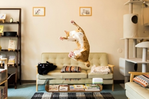 点击大图看下一张：一组跳跃的猫图片