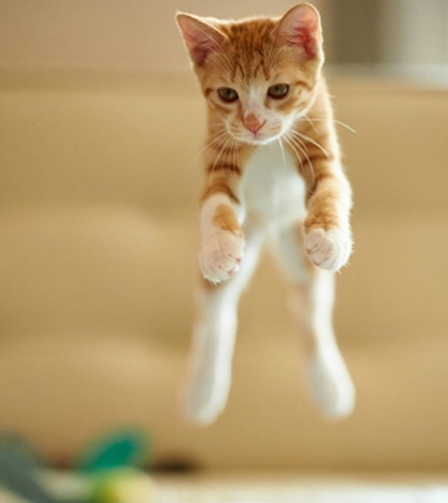 点击大图看下一张：一组跳跃的猫图片