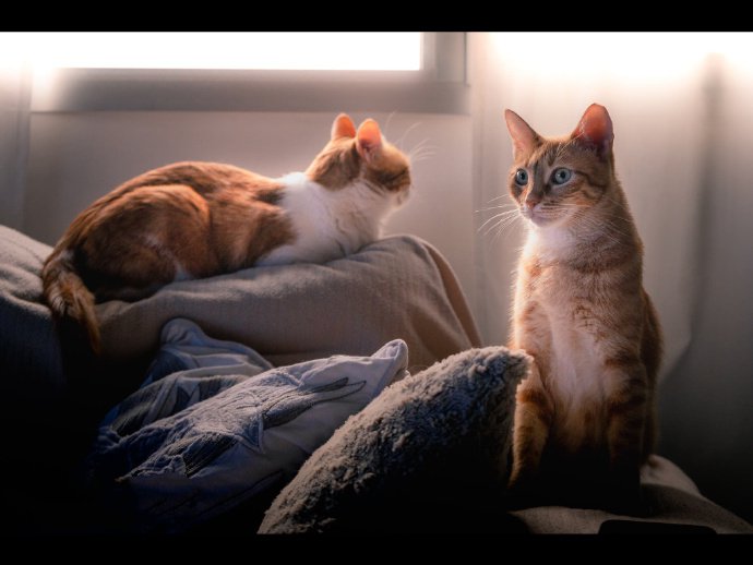 点击大图看下一张：一组意境感十足的猫咪摄影美图