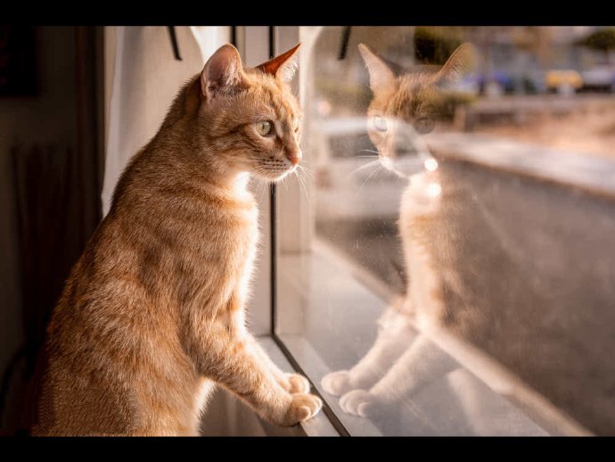 点击大图看下一张：一组意境感十足的猫咪摄影美图