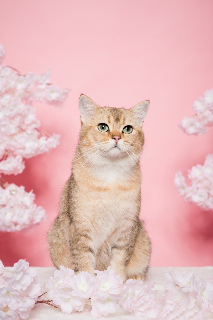 点击大图看下一张：漂亮的英短金渐层猫咪写真