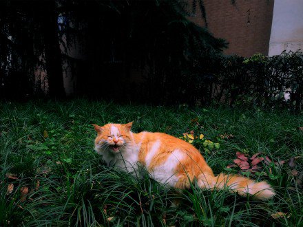 点击大图看下一张：草地里玩耍的橘猫图片