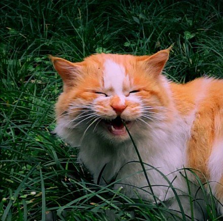 点击大图看下一张：草地里玩耍的橘猫图片
