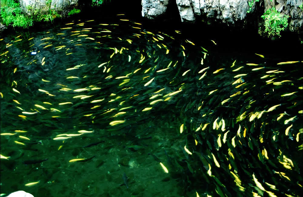 点击大图看下一张：水中转圈游泳的鱼群
