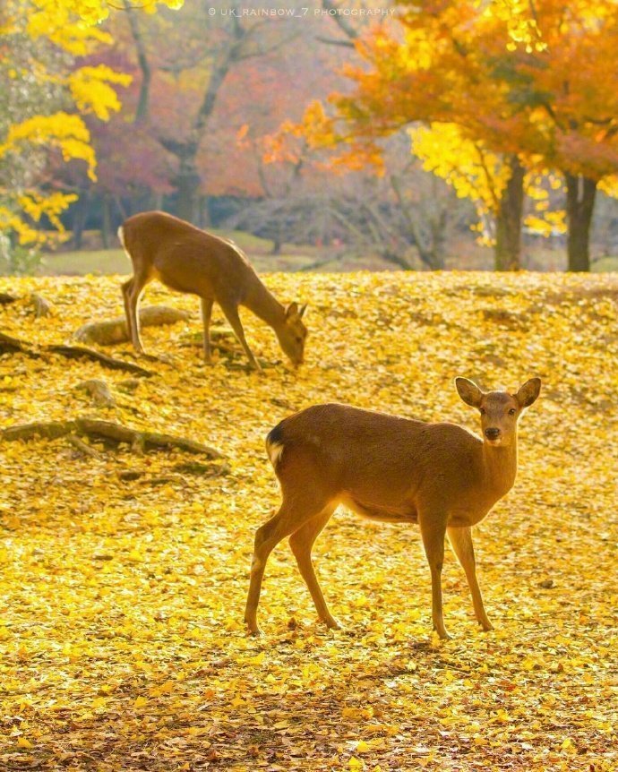点击大图看下一张：秋日奈良下的小鹿图片