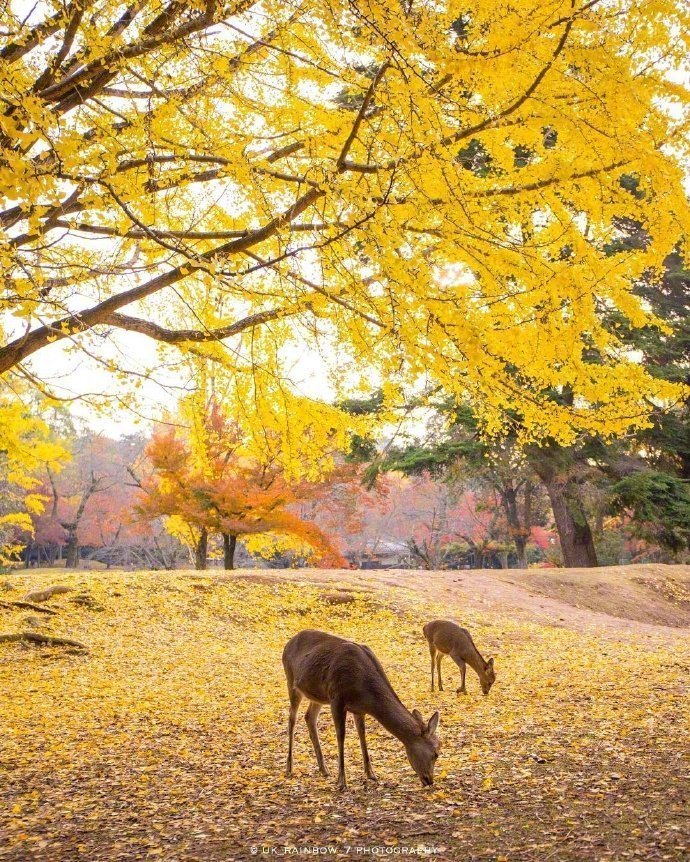 点击大图看下一张：秋日奈良下的小鹿图片