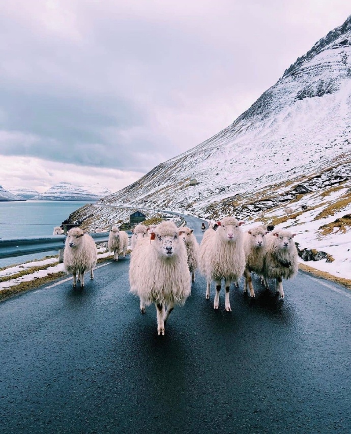 点击大图看下一张：一组丹麦法罗群岛的羊