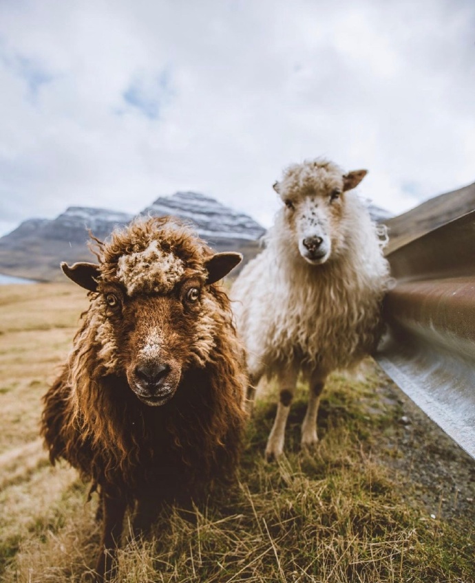 点击大图看下一张：一组丹麦法罗群岛的羊