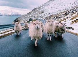 一组丹麦法罗群岛的羊