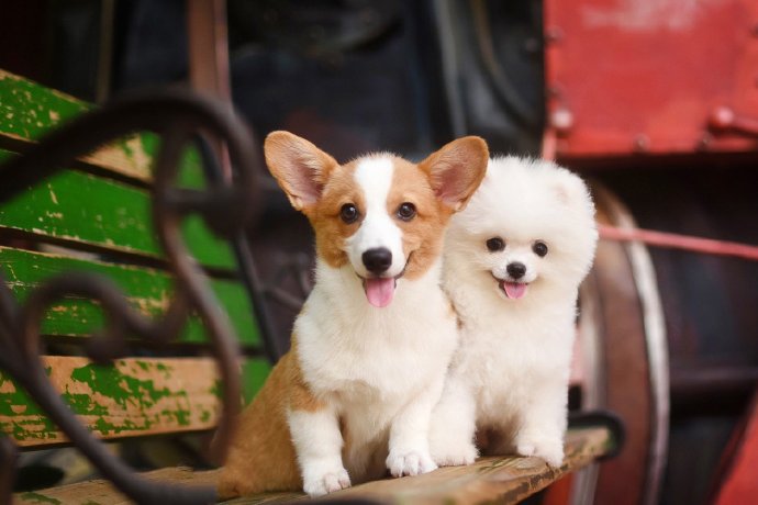 点击大图看下一张：一组超级可爱的小狗狗图片
