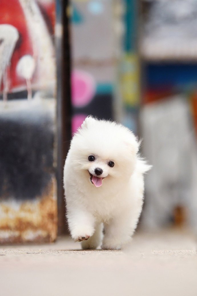 点击大图看下一张：一组超级可爱的小狗狗图片
