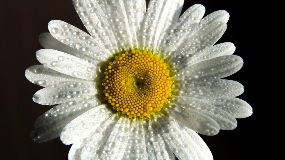 点击大图看下一张：小清新花卉微距摄影图片桌面壁纸