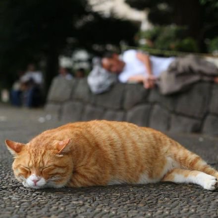 点击大图看下一张：一组街头的流浪猫图片