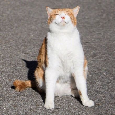 点击大图看下一张：一组街头的流浪猫图片