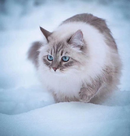 点击大图看下一张：风雪中的西伯利亚猫