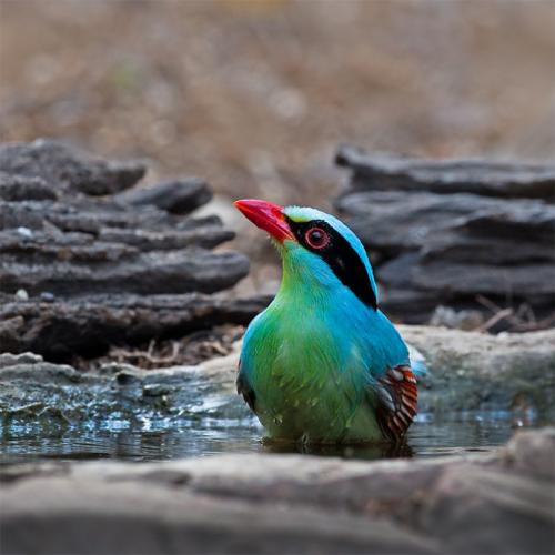 点击大图看下一张:颜色艳丽的蓝绿鹊图片