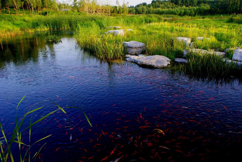 点击大图看下一张：池塘里的红色锦鲤图片