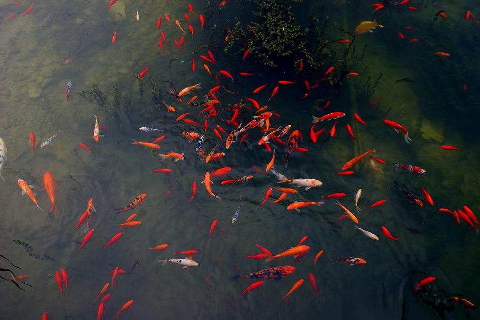 点击大图看下一张：池塘里的红色锦鲤图片