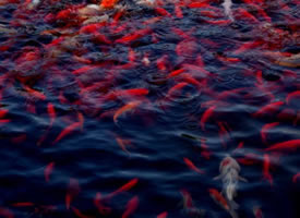 池塘里的红色锦鲤图片