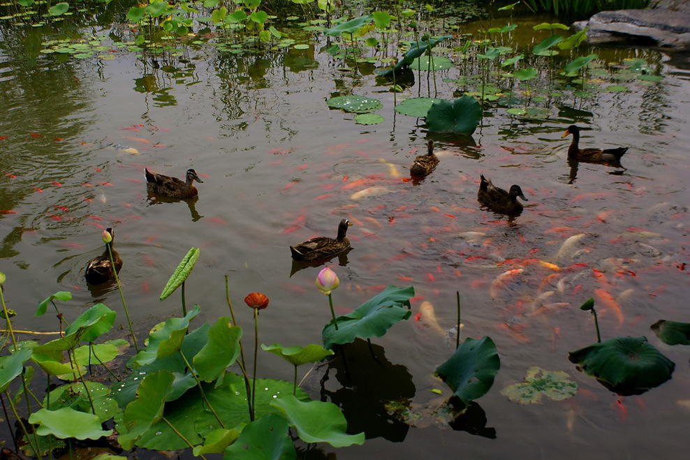 点击大图看下一张：荷塘里的锦鲤图片