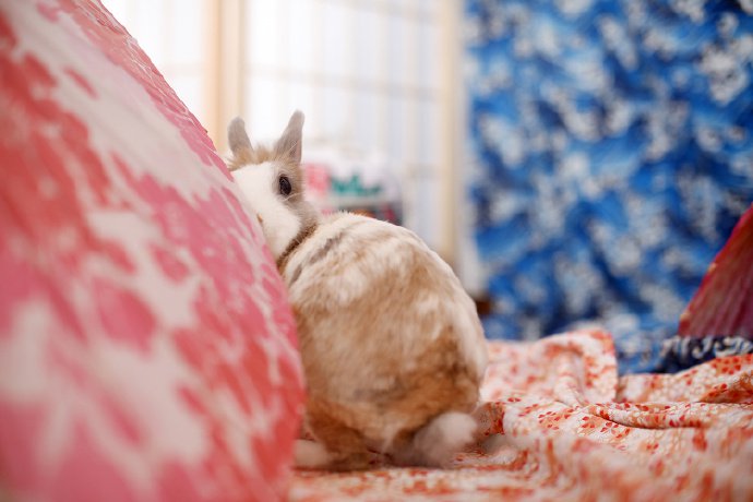 点击大图看下一张：一组可可爱爱的两只小兔子
