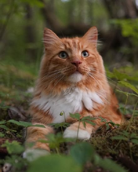 点击大图看下一张：一只高冷的挪威森林猫
