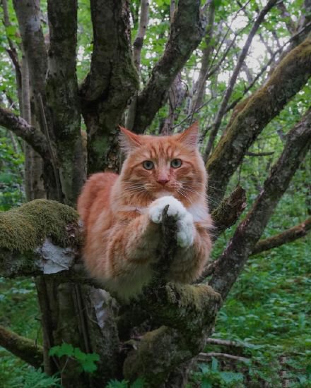 点击大图看下一张：一只高冷的挪威森林猫