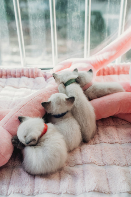 点击大图看下一张：可爱暹罗猫幼崽图片