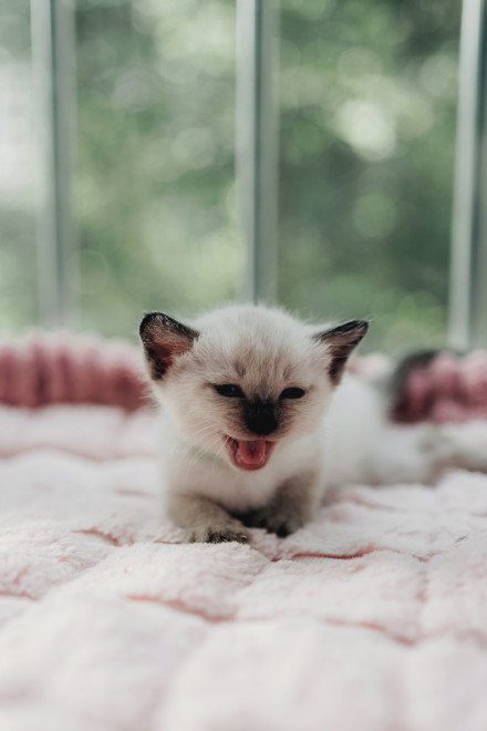 点击大图看下一张：可爱暹罗猫幼崽图片