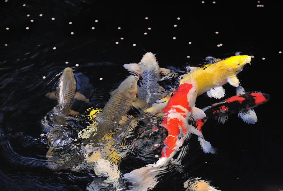 点击大图看下一张：一组快活的锦鲤图片