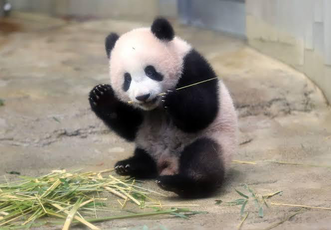 点击大图看下一张：一组可爱呆萌的大熊猫图片