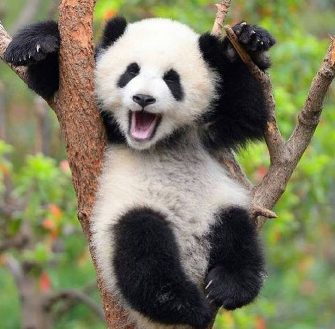 点击大图看下一张：一组可爱呆萌的大熊猫图片