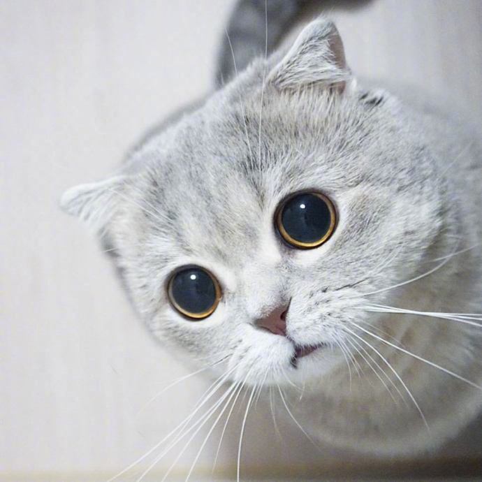点击大图看下一张：一只眼神忧郁的猫咪