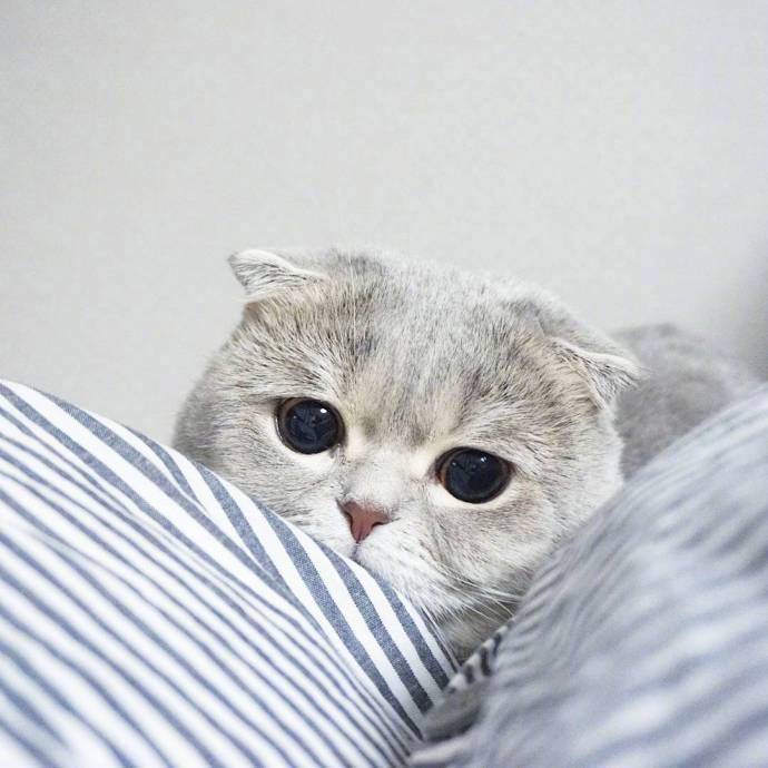 点击大图看下一张：一只眼神忧郁的猫咪