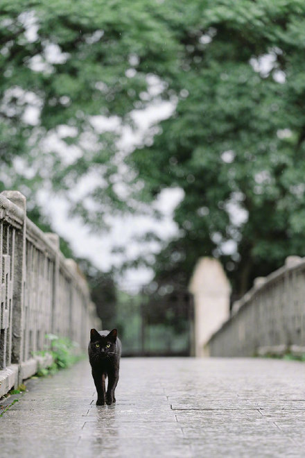 点击大图看下一张：探头探脑的猫猫图片