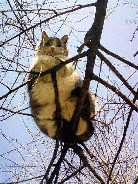 点击大图看下一张：爬树上玩耍的猫咪图片