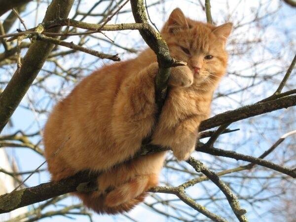点击大图看下一张：爬树上玩耍的猫咪图片
