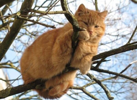 爬树上玩耍的猫咪图片
