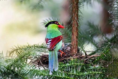 点击大图看下一张：大自然鸟类蓝绿鹊图片