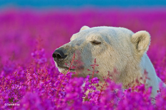 点击大图看下一张：花丛中的北极熊图片欣赏