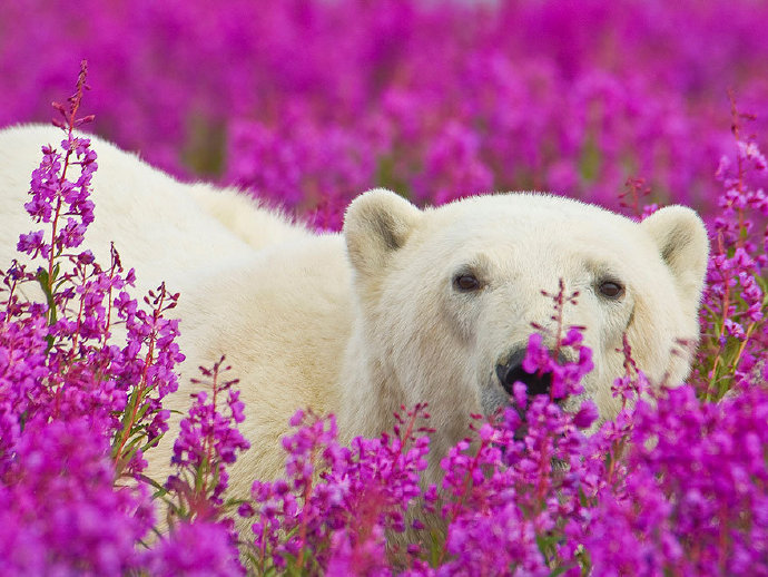点击大图看下一张：花丛中的北极熊图片欣赏