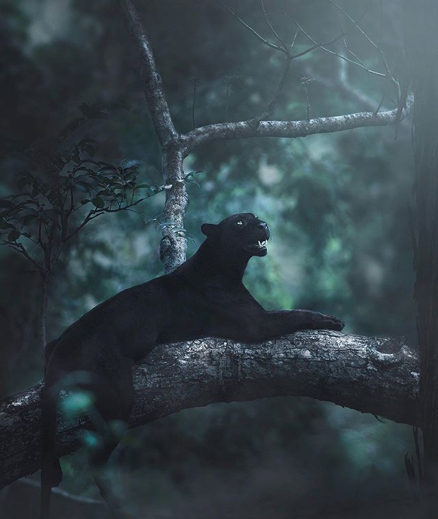 点击大图看下一张：一组森林里灵敏的黑豹图片