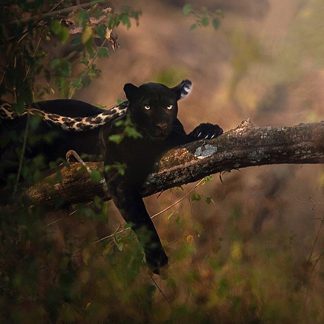点击大图看下一张：一组森林里灵敏的黑豹图片