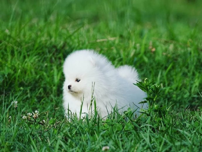 点击大图看下一张：草地上超可爱的博美狗狗