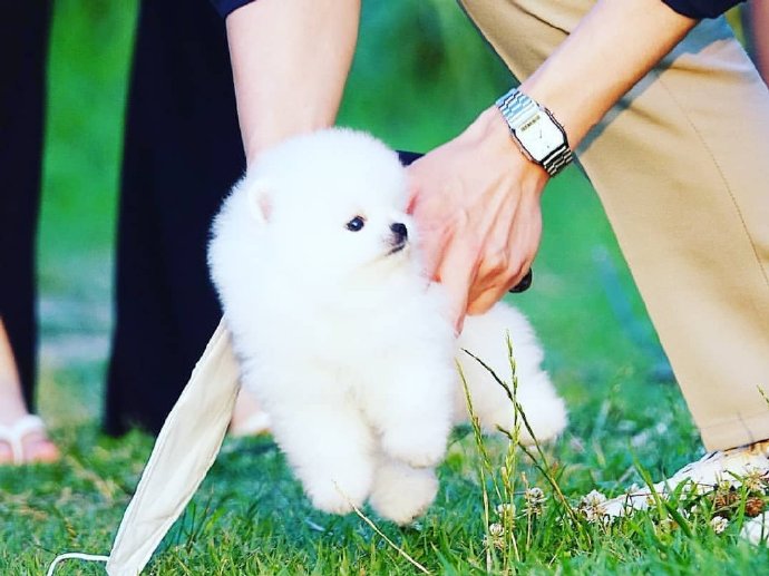 点击大图看下一张：草地上超可爱的博美狗狗