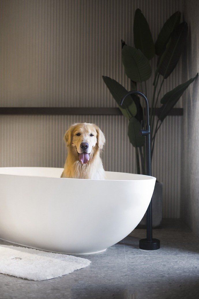 点击大图看下一张：浴缸里的小狗狗图片欣赏