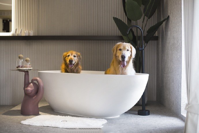 点击大图看下一张：浴缸里的小狗狗图片欣赏